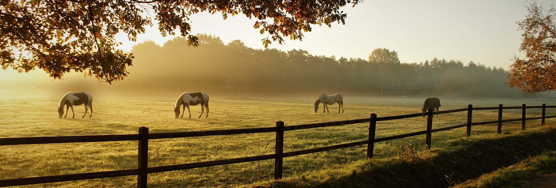 stal De Droste Hoeve